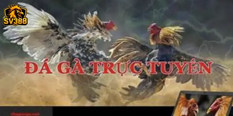 Mẹo soi kèo đá gà chuẩn SV388 từ các kê sư cao lão luyện 